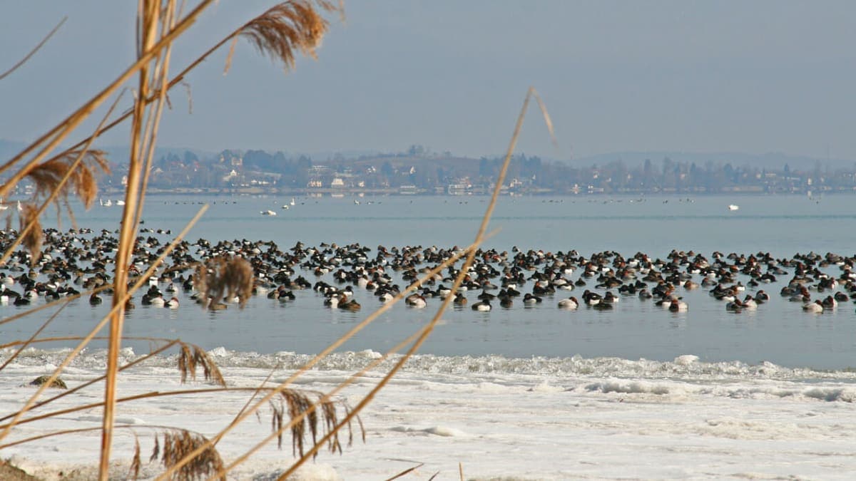 Top Things To Do In Konstanz Lake: Your Ultimate Guide