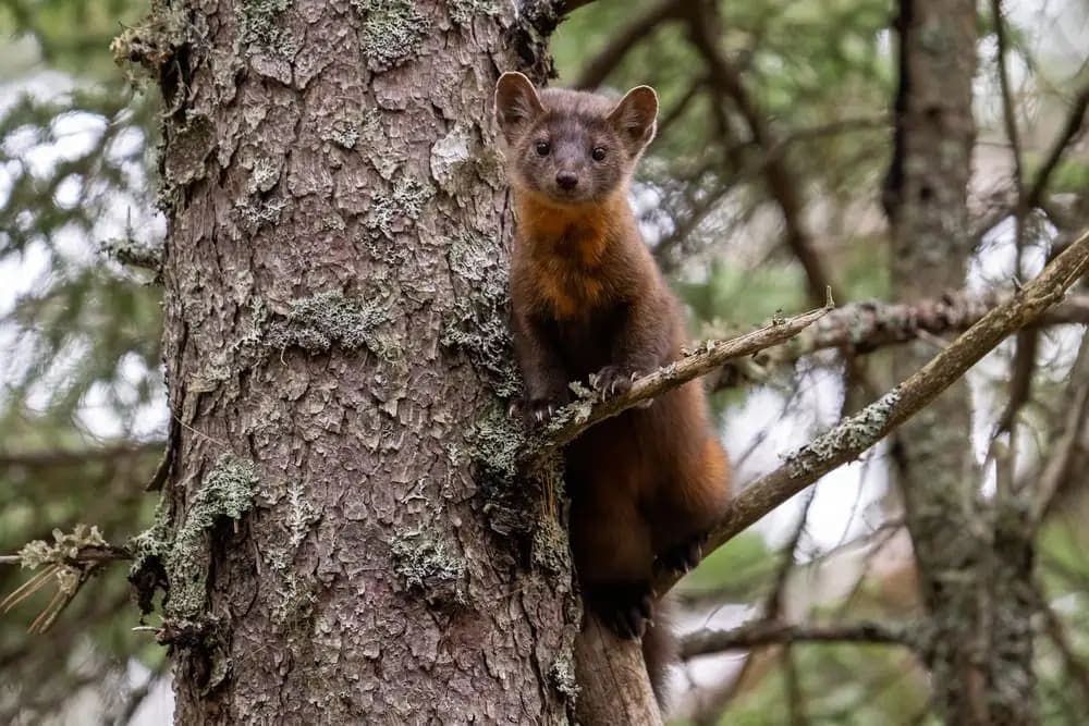 Is Pine Marten National Animal of Croatia ? Croatian National Symbol