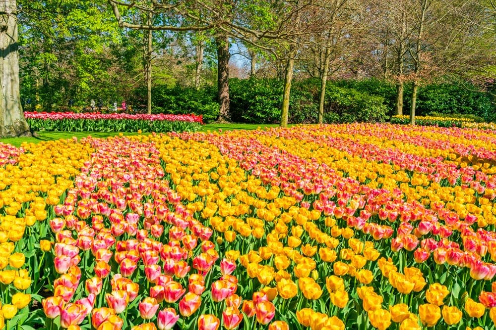 2026 Amsterdam Tulip Gardens: Guide to Keukenhof Gardens